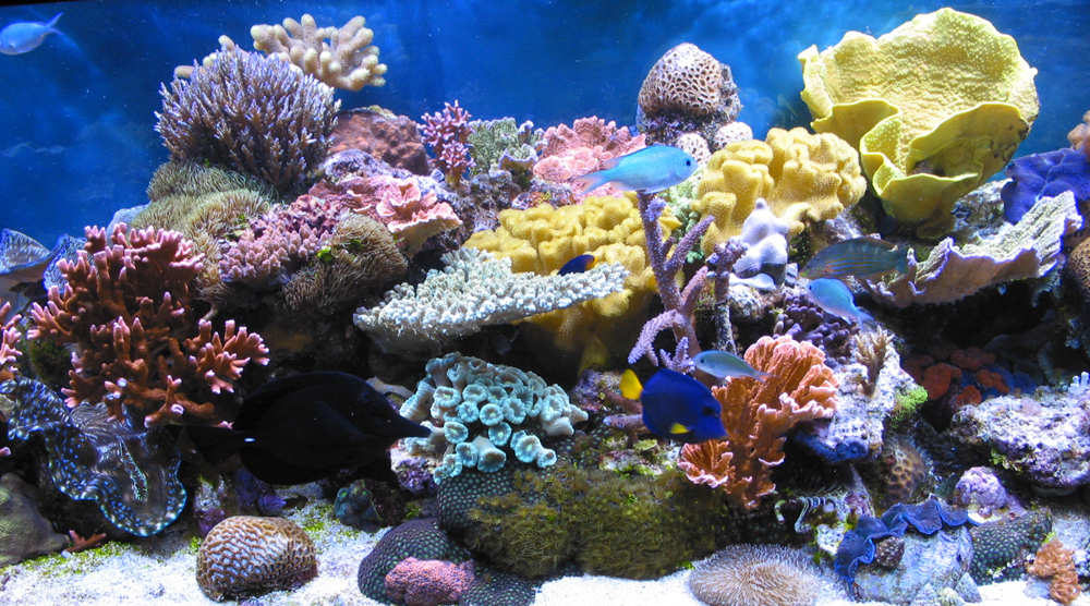 CoralReef.jpg